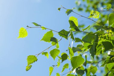 Mavi gökyüzü arka planında parlak yeşil huş yaprakları ile bahar arkaplanı