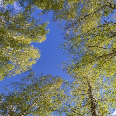 Mavi gökyüzü arka planında bahar ormanı, görünüm