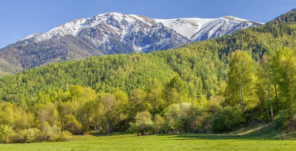 Utsikt Över Bergen Vårdag Gröna Skogar Och Snö Topparna — Stockfoto