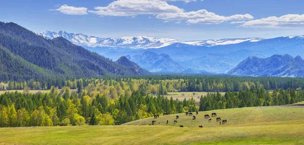 Panoramautsikt Över Bergsdalen Vårdagen — Stockfoto