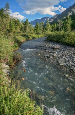 Dağ nehri yaz güneşli bir günde