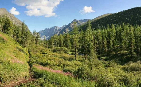 夏の緑の山の谷 晴れた朝 — ストック写真