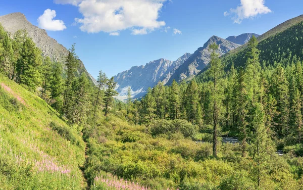 Fjälldalgång Sommaren Grönska Solig Morgon — Stockfoto