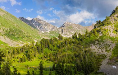 Yaz başında Dağ Vadisi, taze orman ve çayırlar