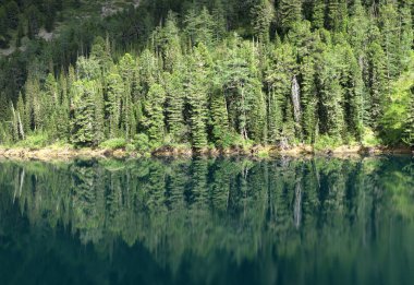 Ormanın göldeki güzel yansıması, yeşil doğal arka plan.