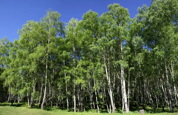 Green Summer Landscape Birch Forest Sunny Day — Stock Photo, Image