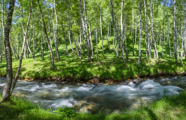 Gebirgsfluss Fließt Birkenwald Sommergrüne Landschaft — Stockfoto