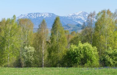 Bahar yeşillikleri ve tepelerde kar, güneşli bir gün.