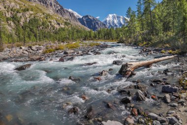 Güzel dağ manzarası. Hızlı akan vahşi bir nehir. Sahilde yaz yeşilliği, karlı tepeler. Sibirya 'nın vahşi yerleri, Altai.