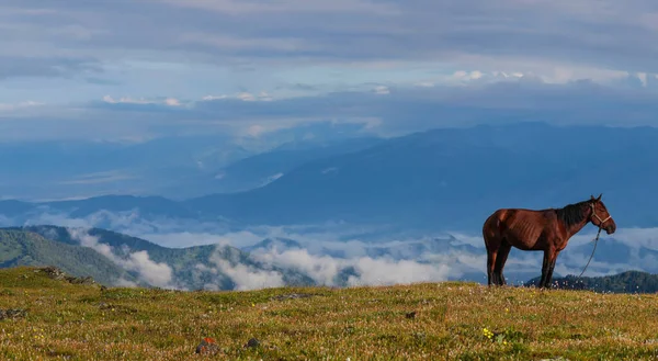 Dağdaki at, arka planda bulutlardaki dağ vadisi. Bulanık uzaklık planı.