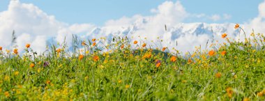Karla kaplı dağların arka planında çiçek açan dağlık çayırlar, yaz yolculukları.