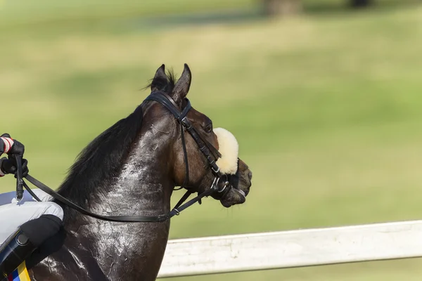 Race Horse Head — Stock Photo, Image