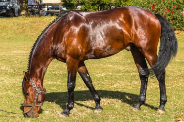 At kahverengi binicilik hayvan