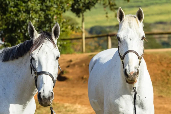 Pferde grau Reitertiere — Stockfoto