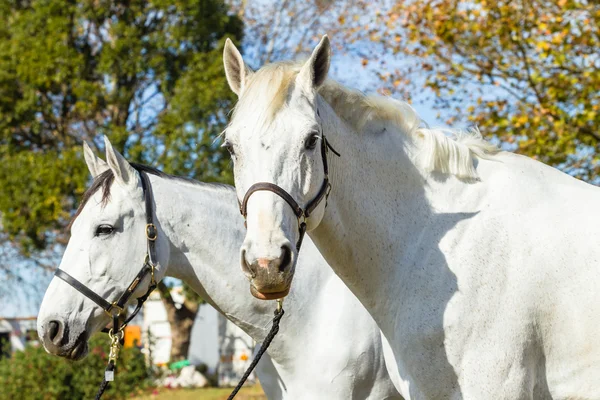 Cavalos Cinzentos Animais Equestres — Fotografia de Stock