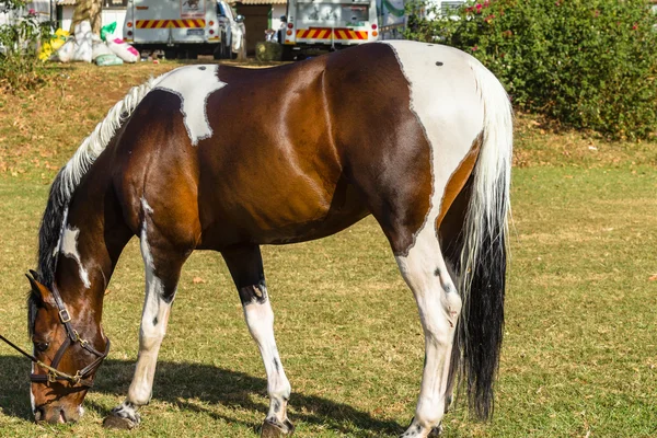 Hest Brown White Equestrian dyr . - Stock-foto