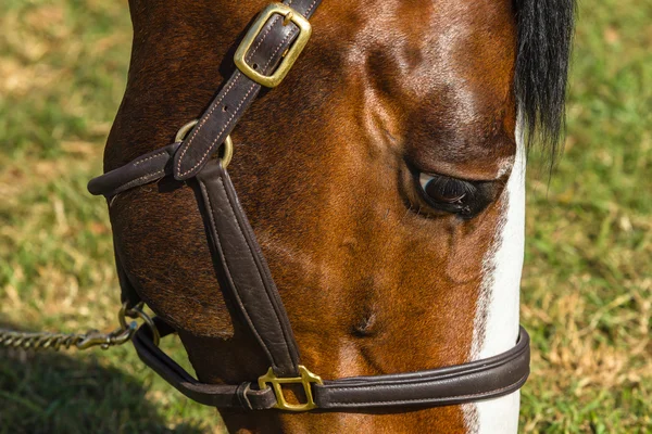 Cavalo cabeça olho marrom close-up — Fotografia de Stock