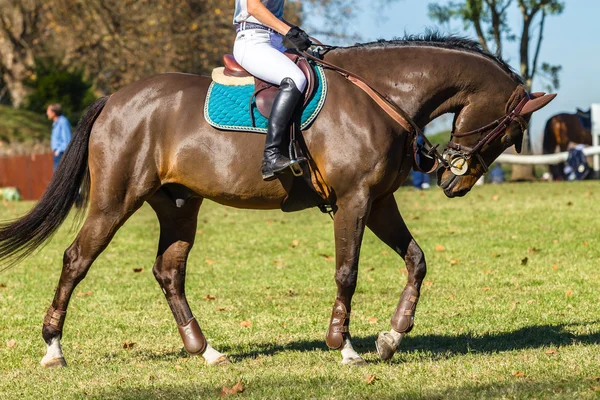 Cavaliere Brown Cavallo Evento equestre — Foto Stock