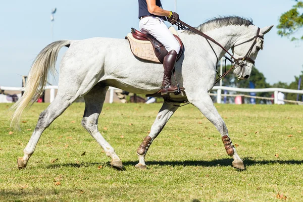 Cavalier cheval gris étalon — Photo