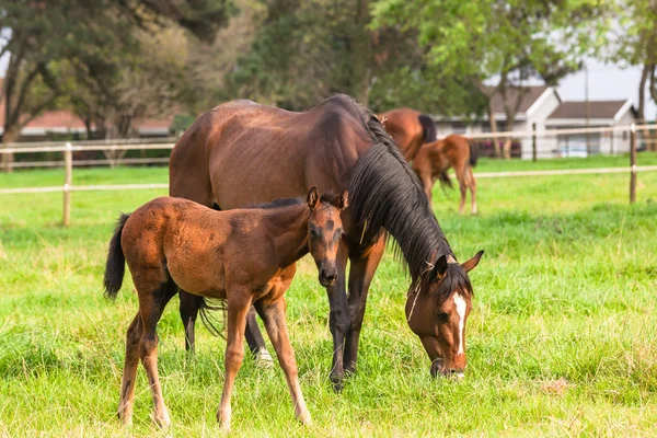 Paarden pasgeboren veulens — Stockfoto