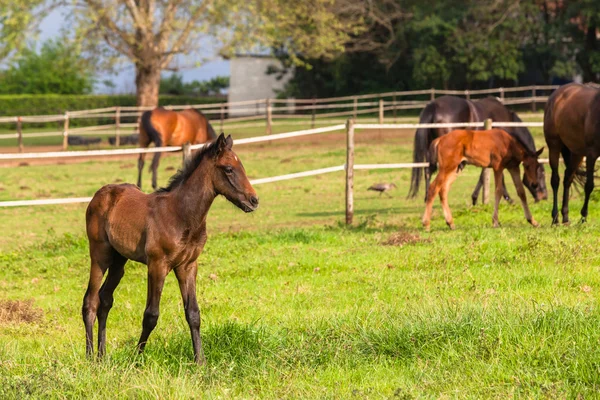 Horses Newborn Foals — Stock Photo, Image