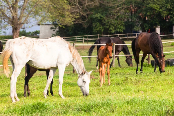 Лошади новорожденных жеребят — стоковое фото
