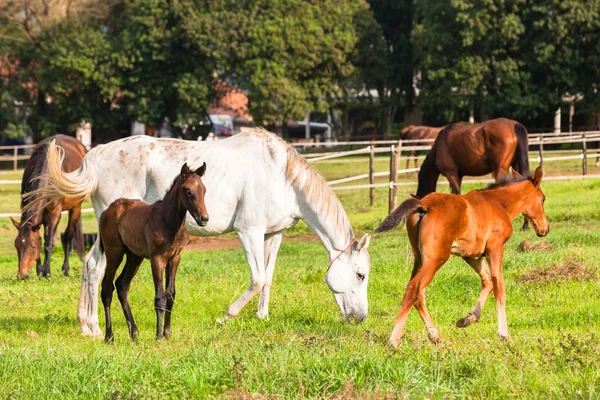 Horses Newborn Foals — Stock Photo, Image