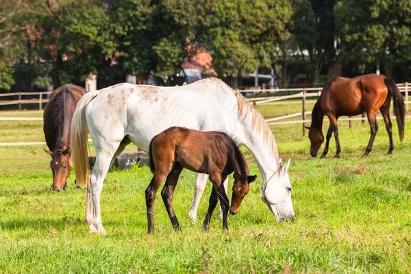 新生子馬の馬 — ストック写真