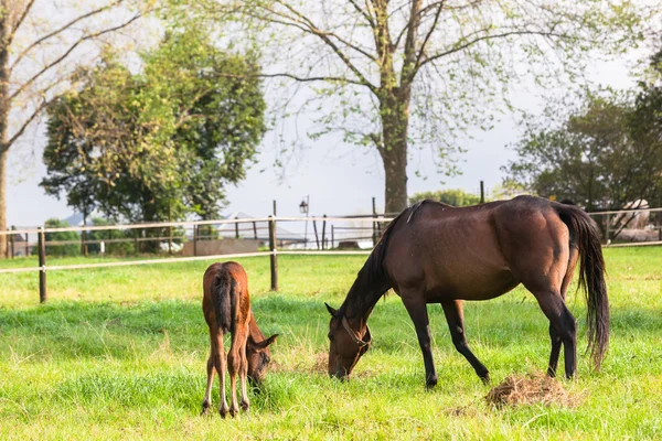 Atları yeni doğmuş Tay — Stok fotoğraf
