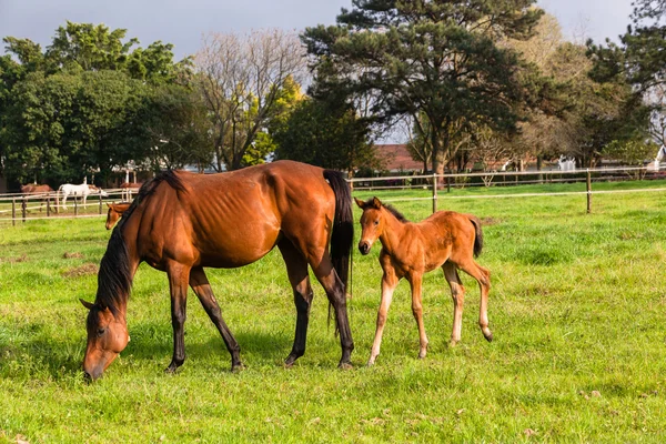 Chevaux poulains nouveau-nés — Photo