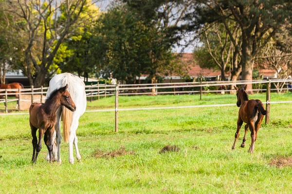 Novorozená hříbata koní — Stock fotografie