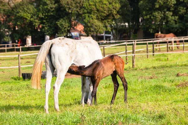 Horses Newborn Foals — Stock Photo, Image