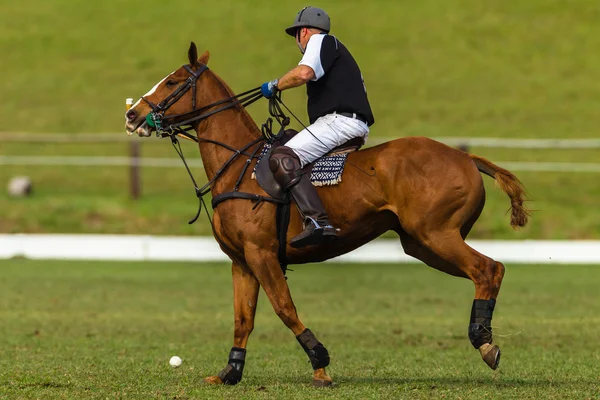 Polo Player Pony Action Stock Photo