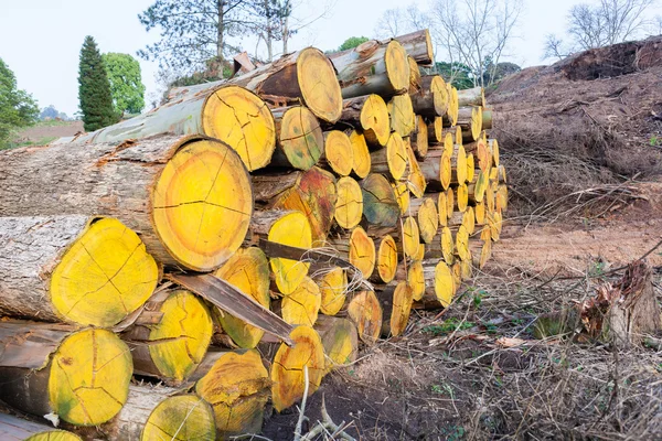 Bomen Loggging Stack — Stockfoto