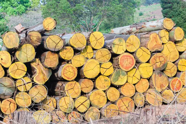 Bomen Loggging Stack — Stockfoto