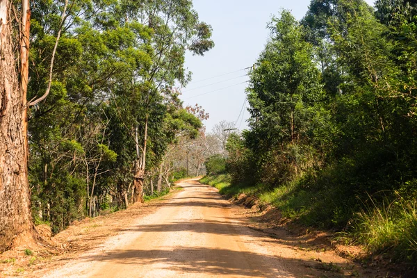 Arbres de route de saleté — Photo