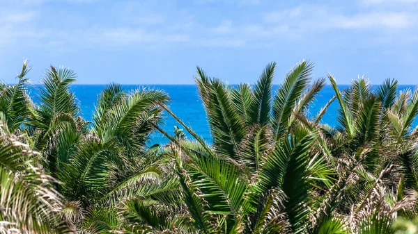 Horizonte Azul Océano Con Palmeras Verdes Primer Plano Para Vacaciones — Foto de Stock