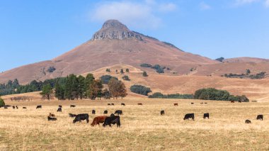 Dargle ve Empendle kırsal tarım arazisi yolunda KZ Natal Midlands 'da dağ ağaçları ve panoramik fotoğraf görüntüsü olan sığır çiftliği.