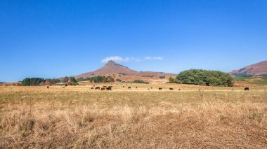 Dargle ve Empendle kırsal tarım arazisi yolunda KZ Natal Midlands 'da dağ ağaçları ve panoramik fotoğraf görüntüsü olan sığır çiftliği.