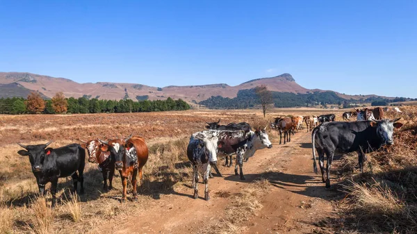 Granja Montaña Rural Con Novillas Jóvenes Vaca Nguni Camino Tierra — Foto de Stock