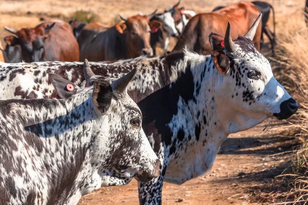 青い空と乾燥した冬の朝に未舗装の道路上の若い牛の牛Nguniハイファーを持つ農村山の農場 — ストック写真