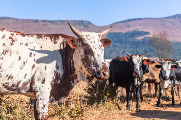 若い牛の牛Nguni頭の肖像画と農村山の農場 — ストック写真