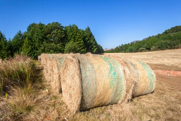 Fazenda Fardos Grama Aberta Alimentação Animal Céu Azul Uma Paisagem — Fotografia de Stock