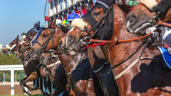 Лошади Скачки Жокеи Закрывают Головы Животных Болтами Открытых Стартовых Ворот — стоковое фото