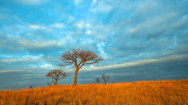 Dawn Morning First Light Hillsidse Few Tree Dry Grass Cloudy — Stock Photo, Image
