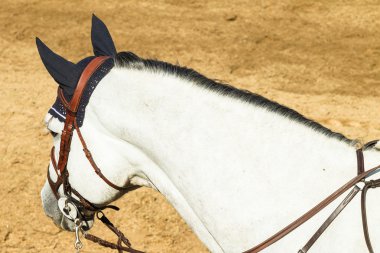 equestrain at atlama