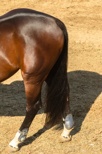 Equestrain koń skoki — Zdjęcie stockowe