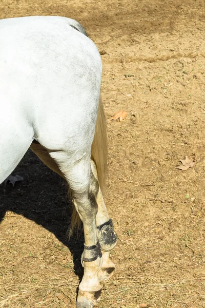 Скачки на лошадях — стоковое фото