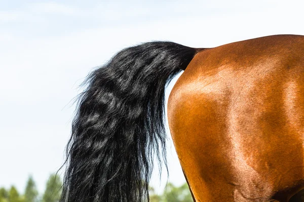 Équitation cheval saut d'obstacles — Photo