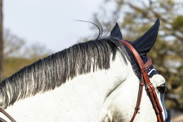 Équitation cheval saut d'obstacles — Photo